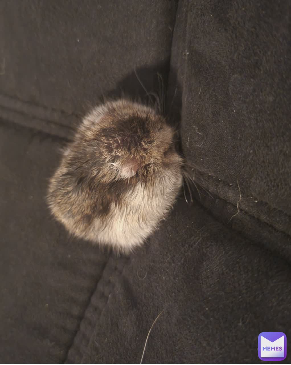 Meme by YourLocalSuicidalTeen