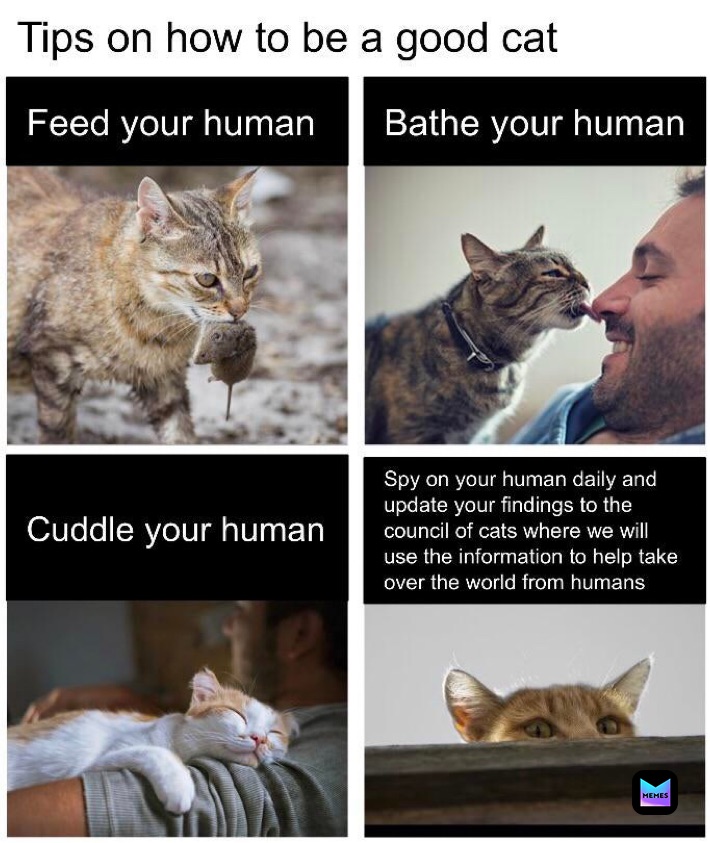 Chat Memes Memes
