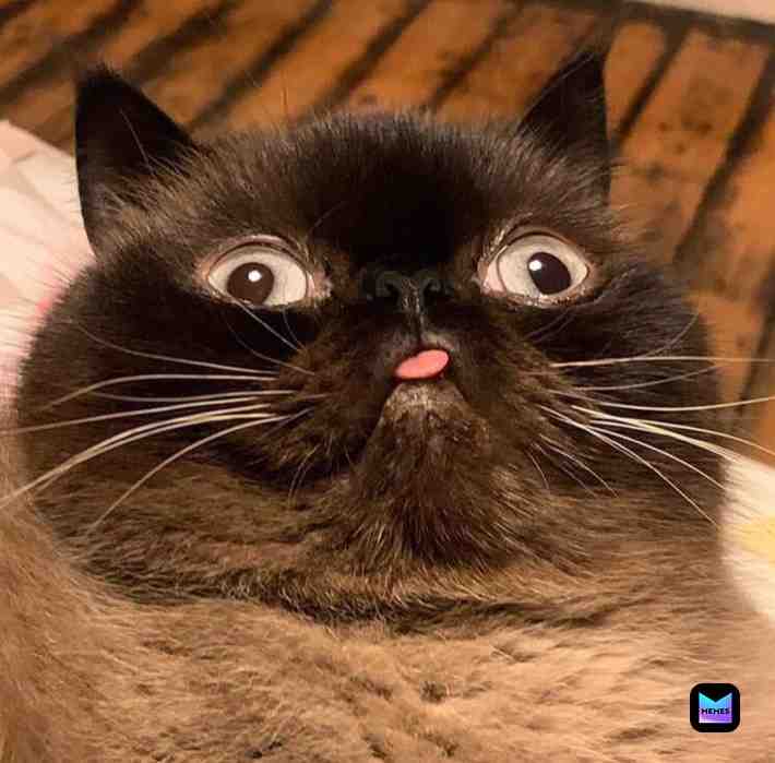 ​ #Derp ​ #Cat