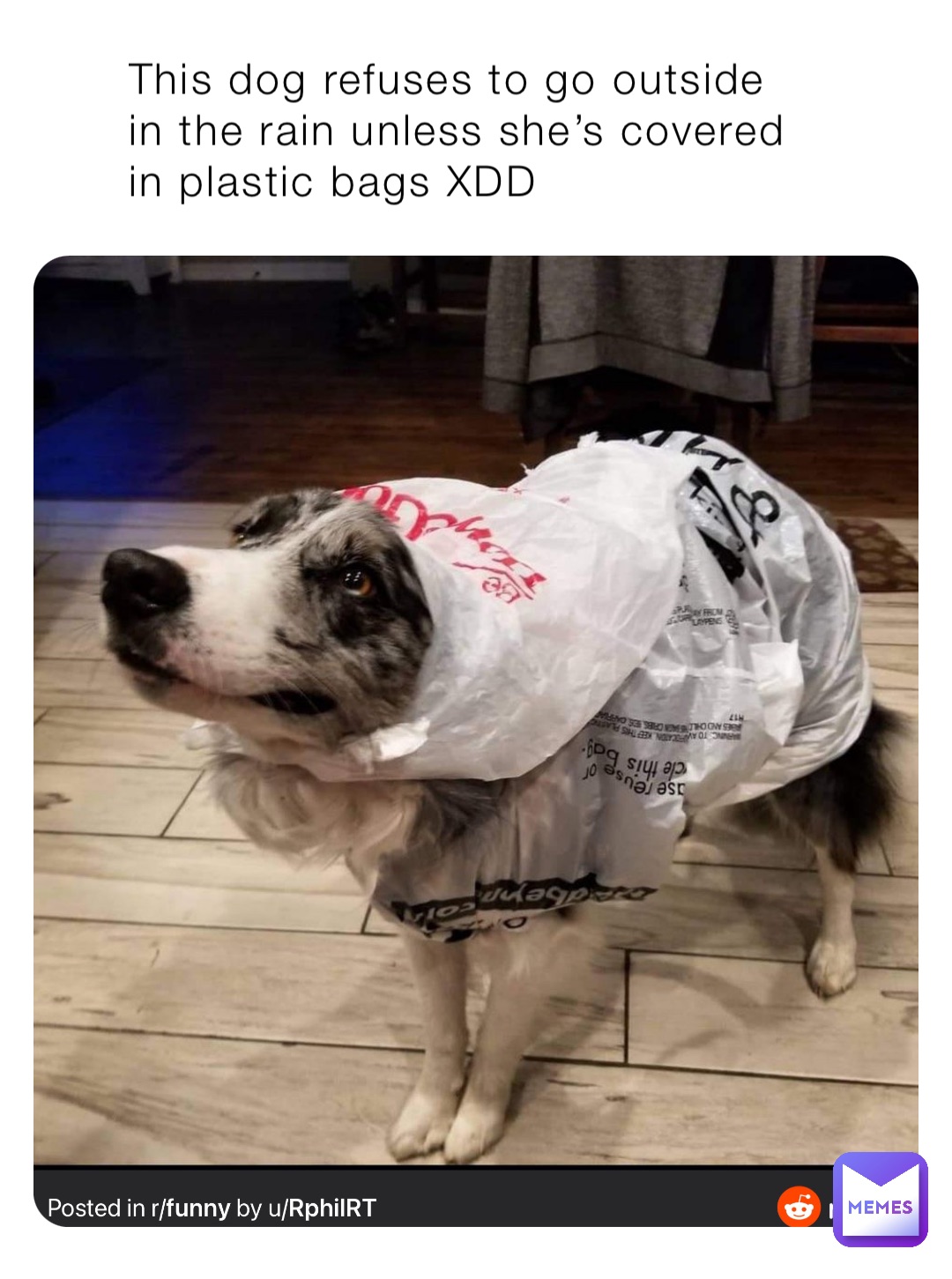 This dog refuses to go outside in the rain unless she’s covered in plastic bags XDD