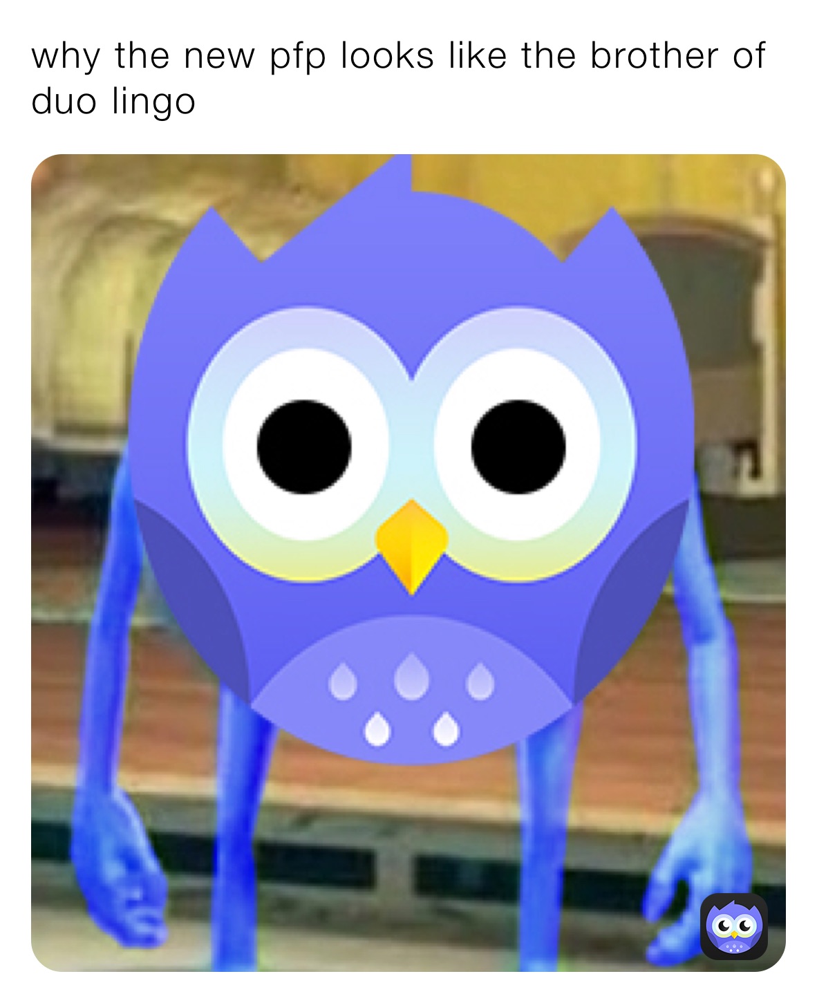 why the new pfp looks like the brother of duo lingo 