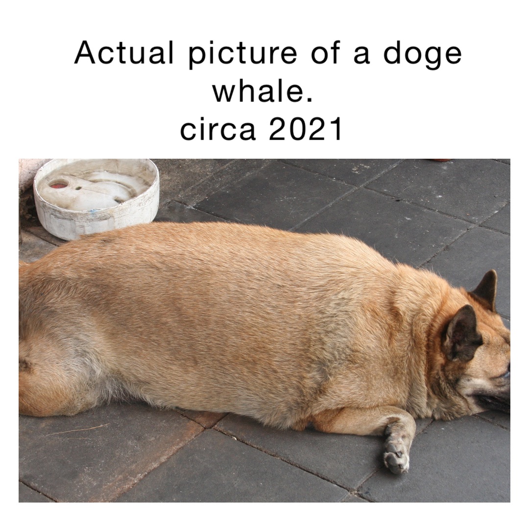 Actual picture of a doge whale.
Circa 2021