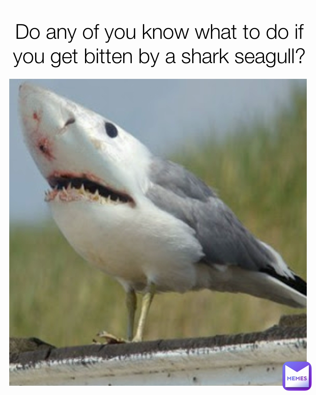 Do any of you know what to do if you get bitten by a shark seagull?