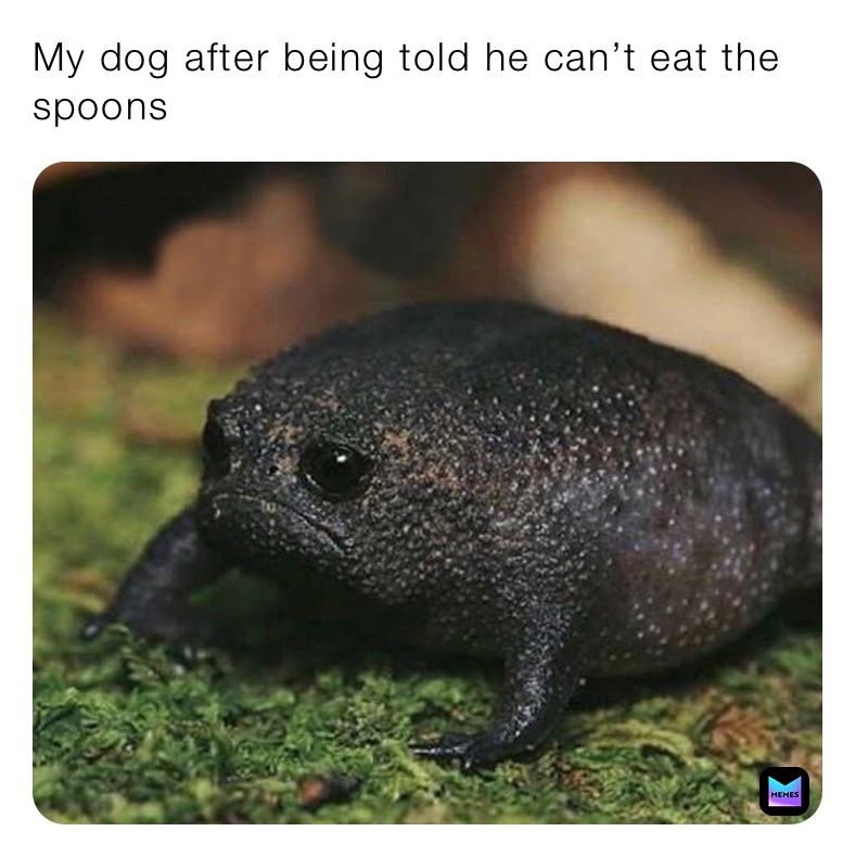 My dog after being told he can’t eat the spoons