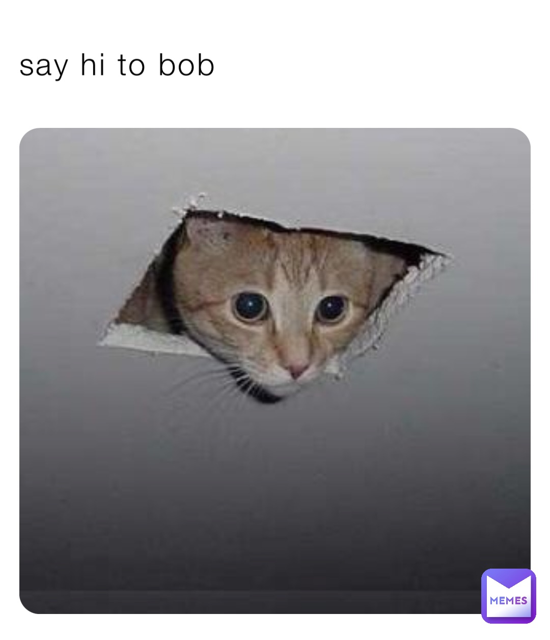 say hi to bob