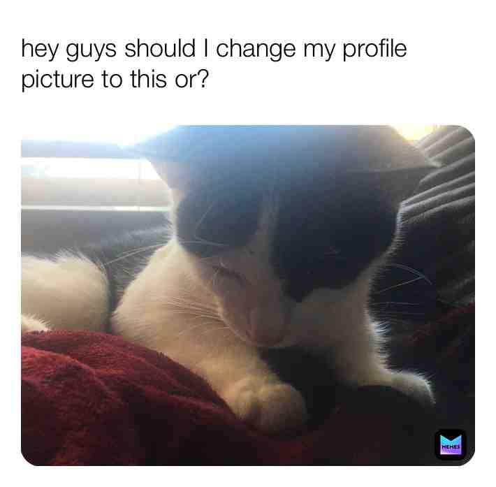 Itโs still my cat picture but different