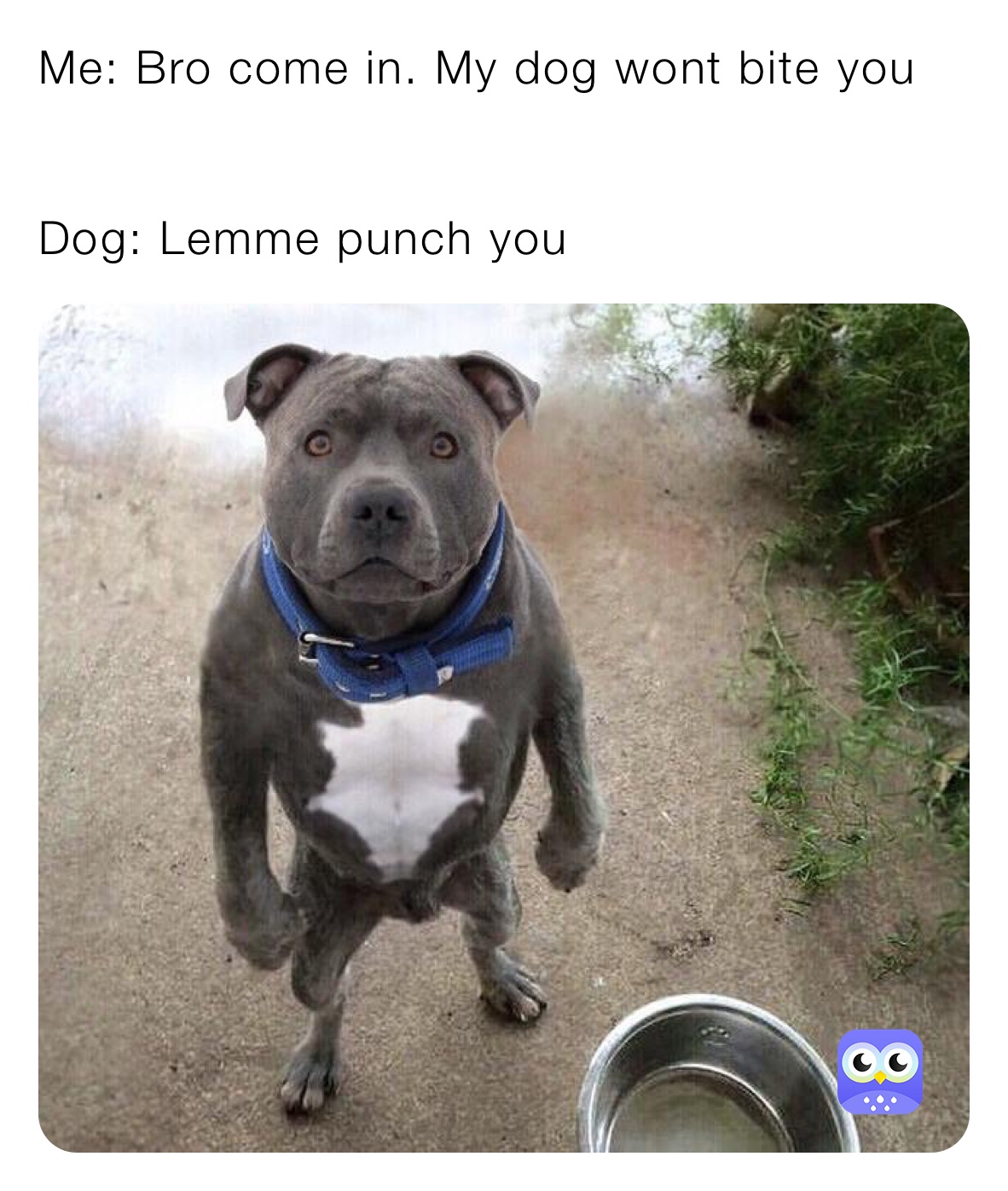 Me: Bro come in. My dog wont bite you


Dog: Lemme punch you