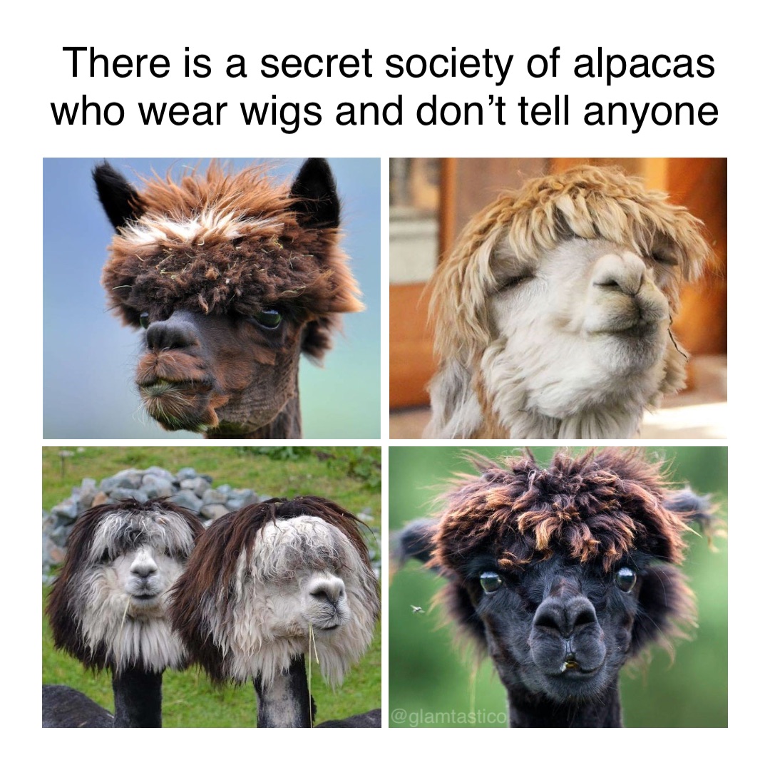 There is a secret society of alpacas who wear wigs and don’t tell anyone