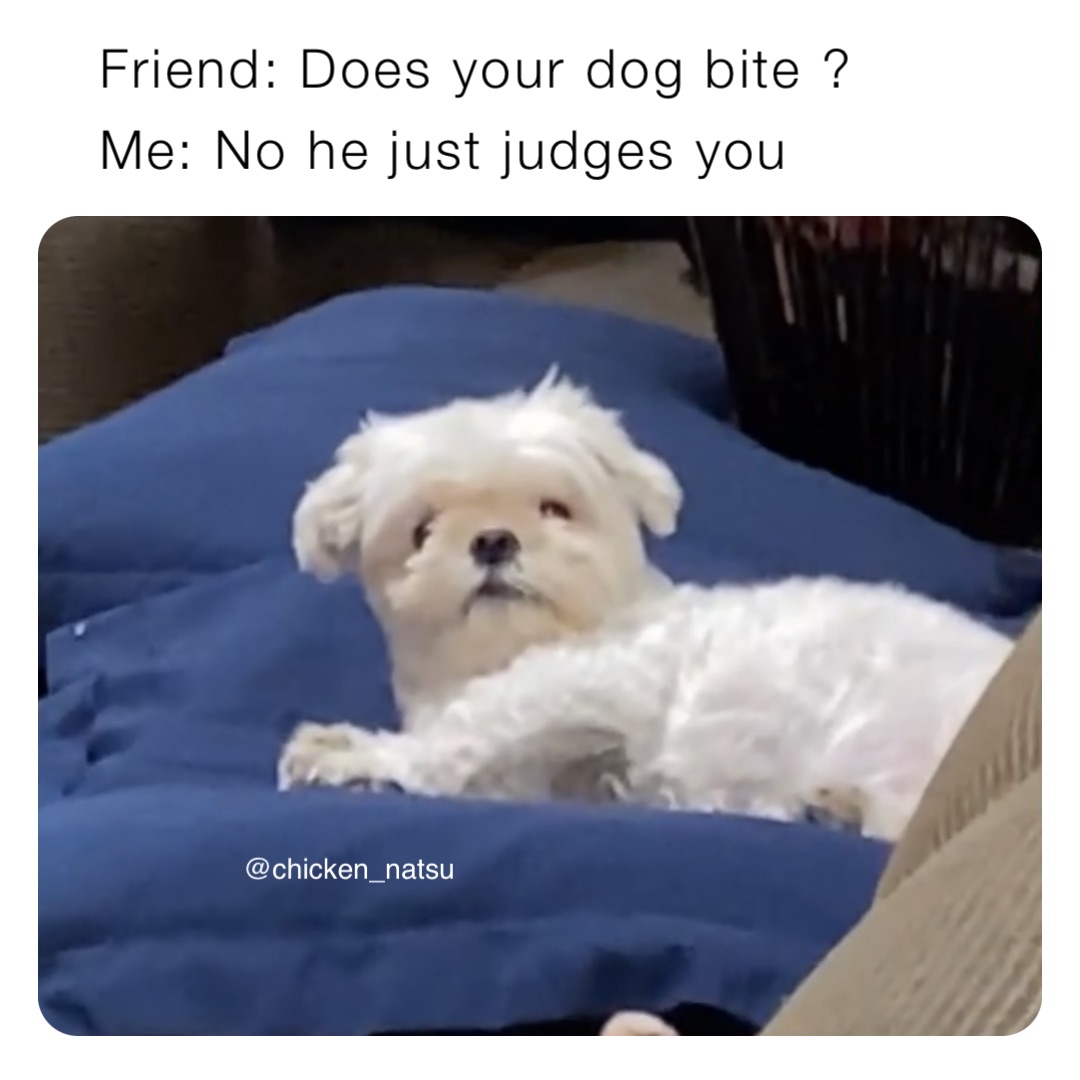 Friend: Does your dog bite ? Me: No he just judges you @chicken_natsu