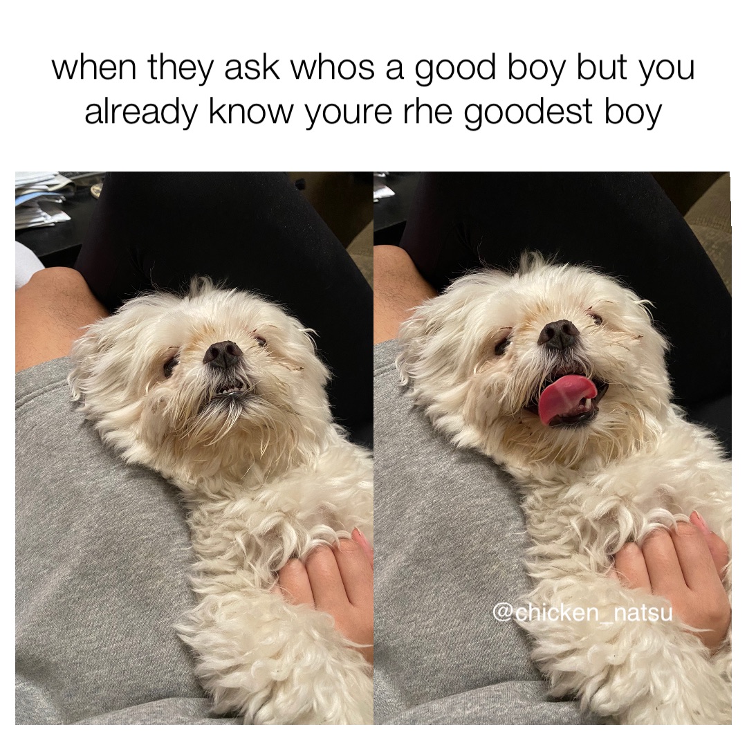 when they ask whos a good boy but you already know youre rhe goodest boy @chicken_natsu