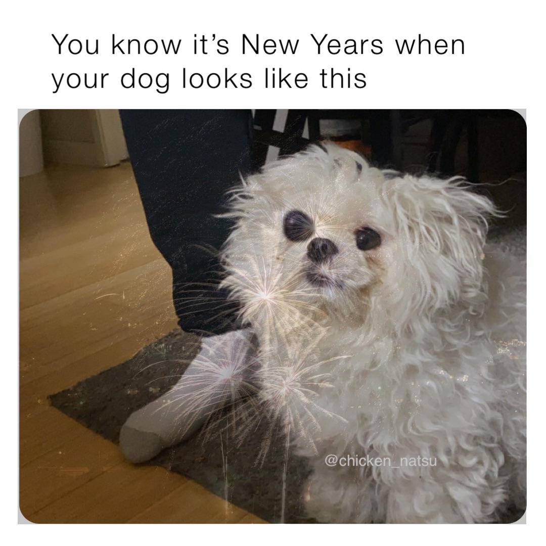 You know it’s New Years when your dog looks like this