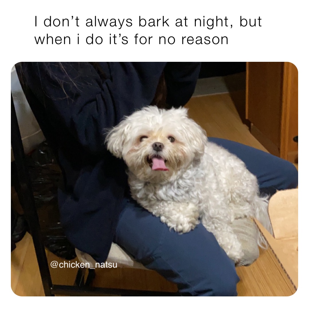 I don’t always bark at night, but when i do it’s for no reason