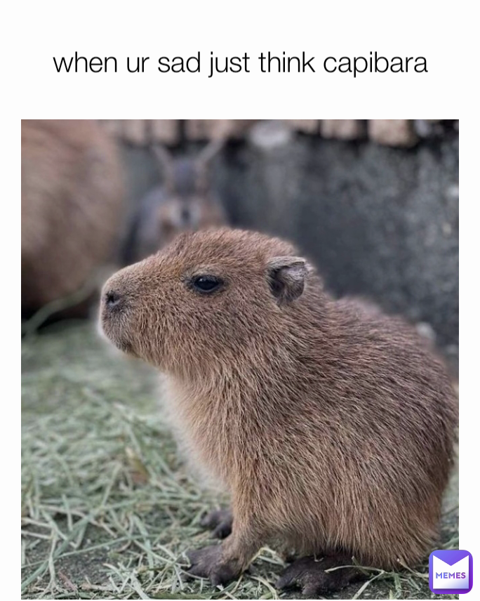 when ur sad just think capibara