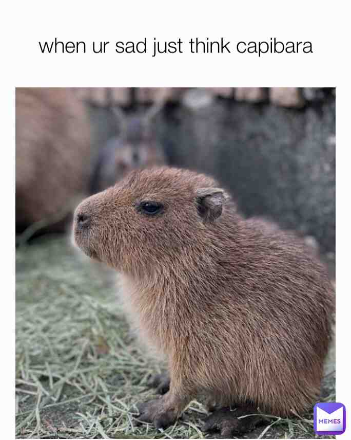 #capibara #fyp