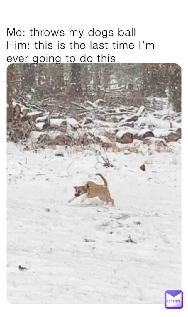 #dogs #snow