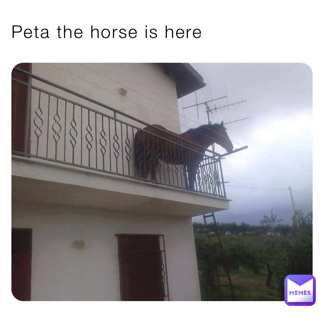 Peta the horse is here