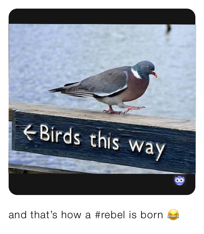 and that’s how a #rebel is born 😂