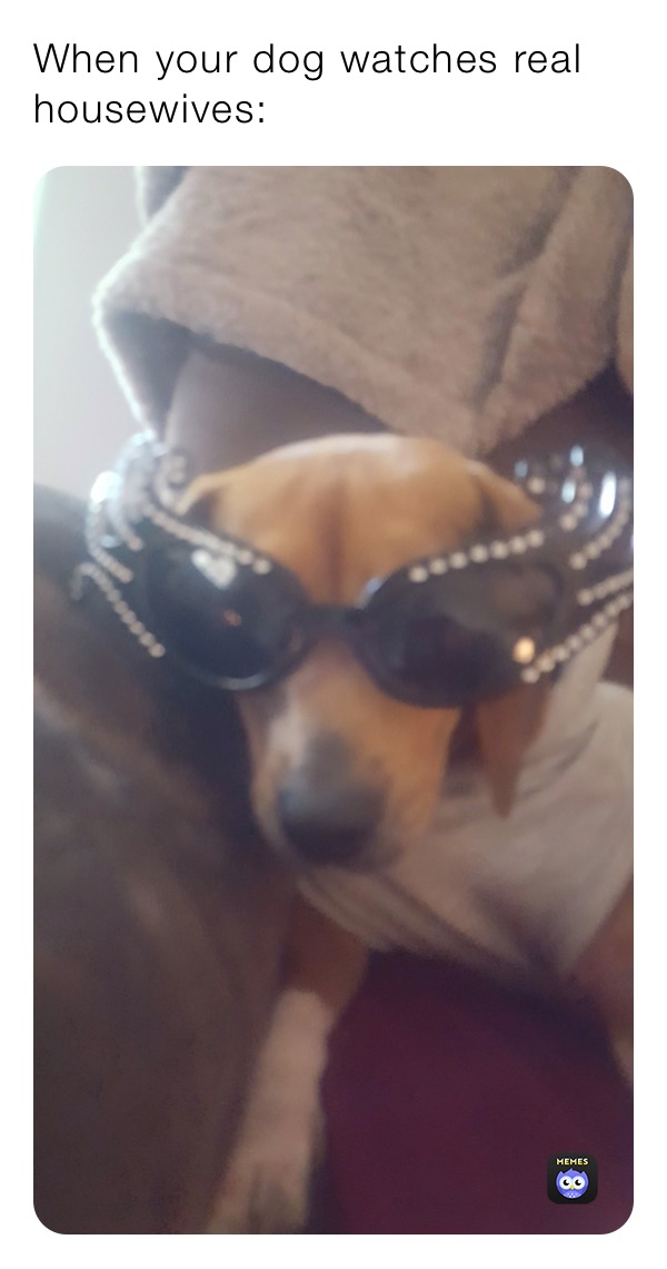 When your dog watches real housewives: