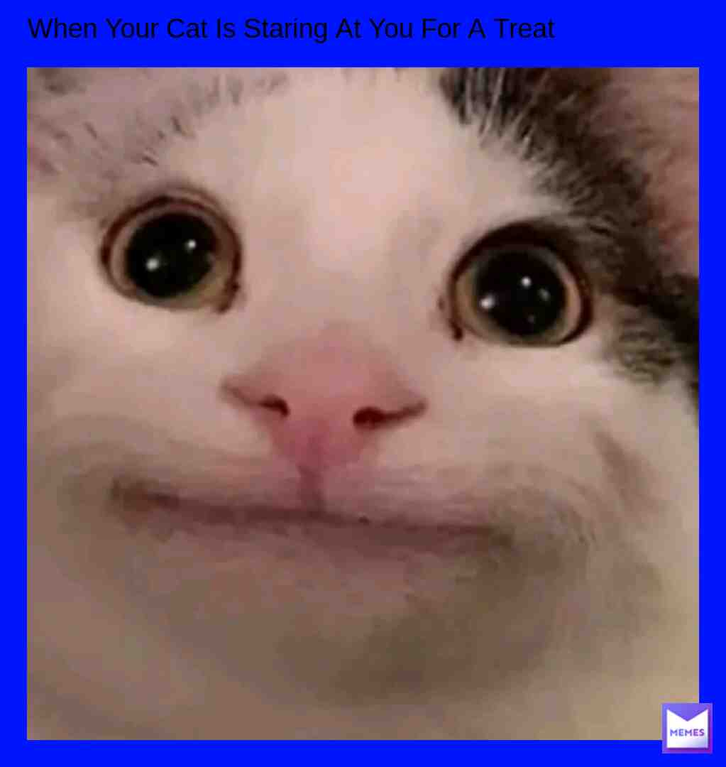#KittyTreats