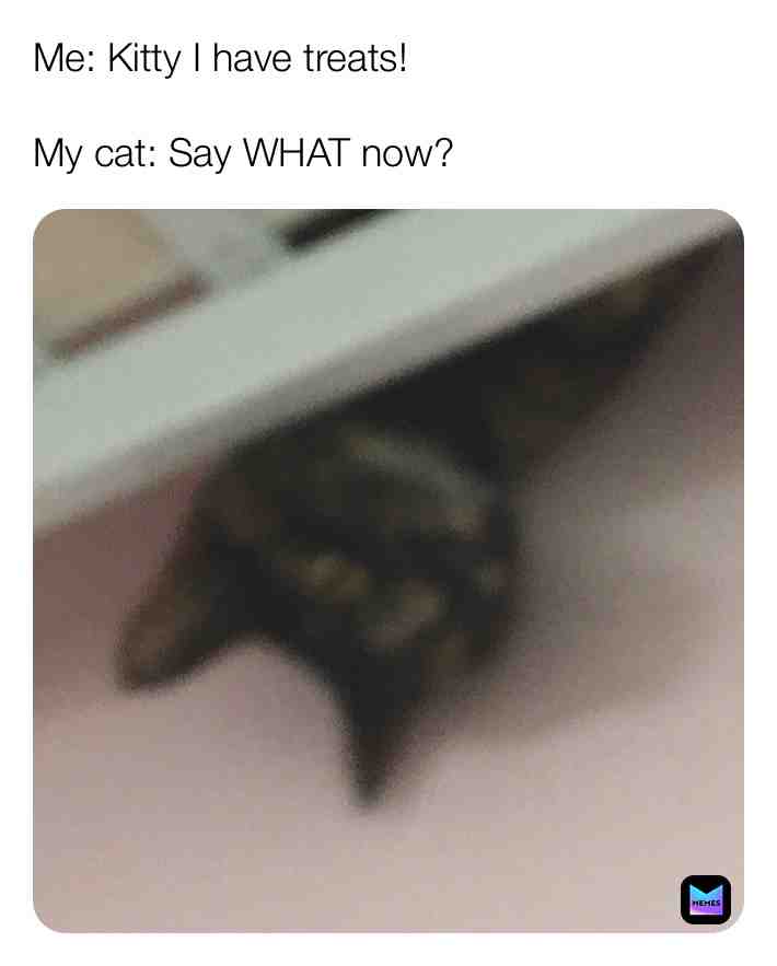 First post! Can it go viral?  #cat  #viral  #likes  #love  #meme  #Kitty  #noticed