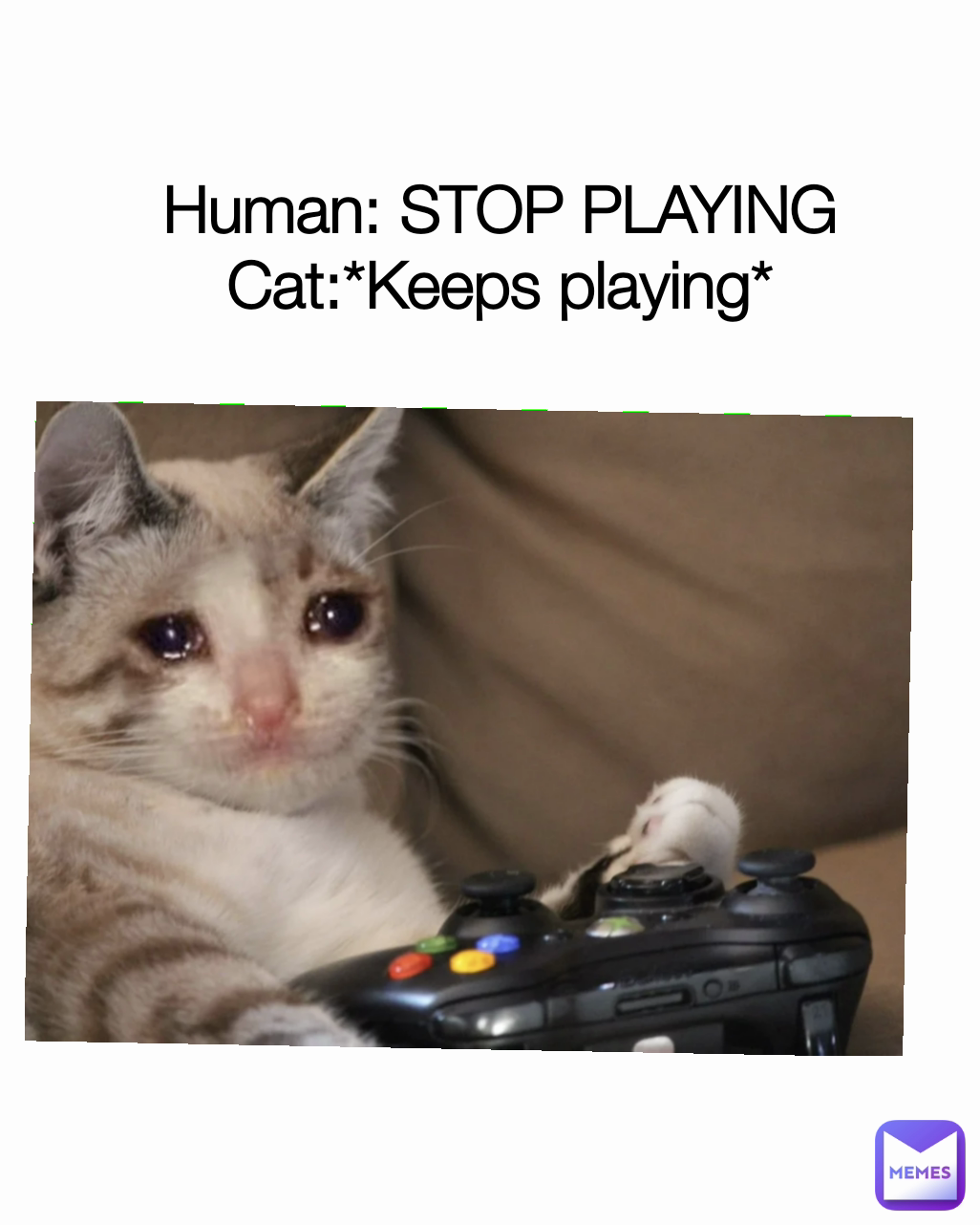 Human: STOP PLAYING Cat:*Keeps playing*