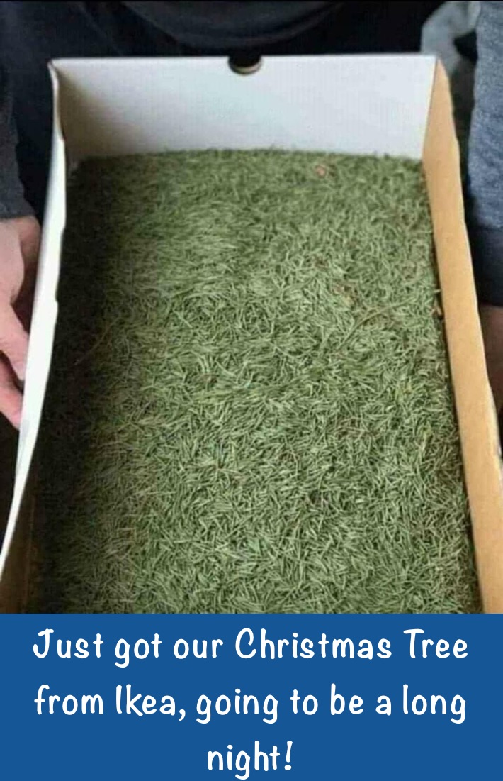 Just got our Christmas Tree from Ikea, going to be a long night! Just got our Christmas Tree from Ikea, going to be a long night!