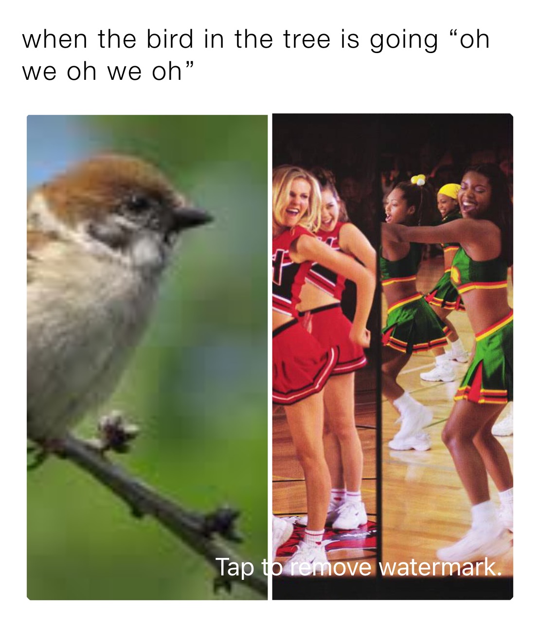 when the bird in the tree is going “oh we oh we oh￼”