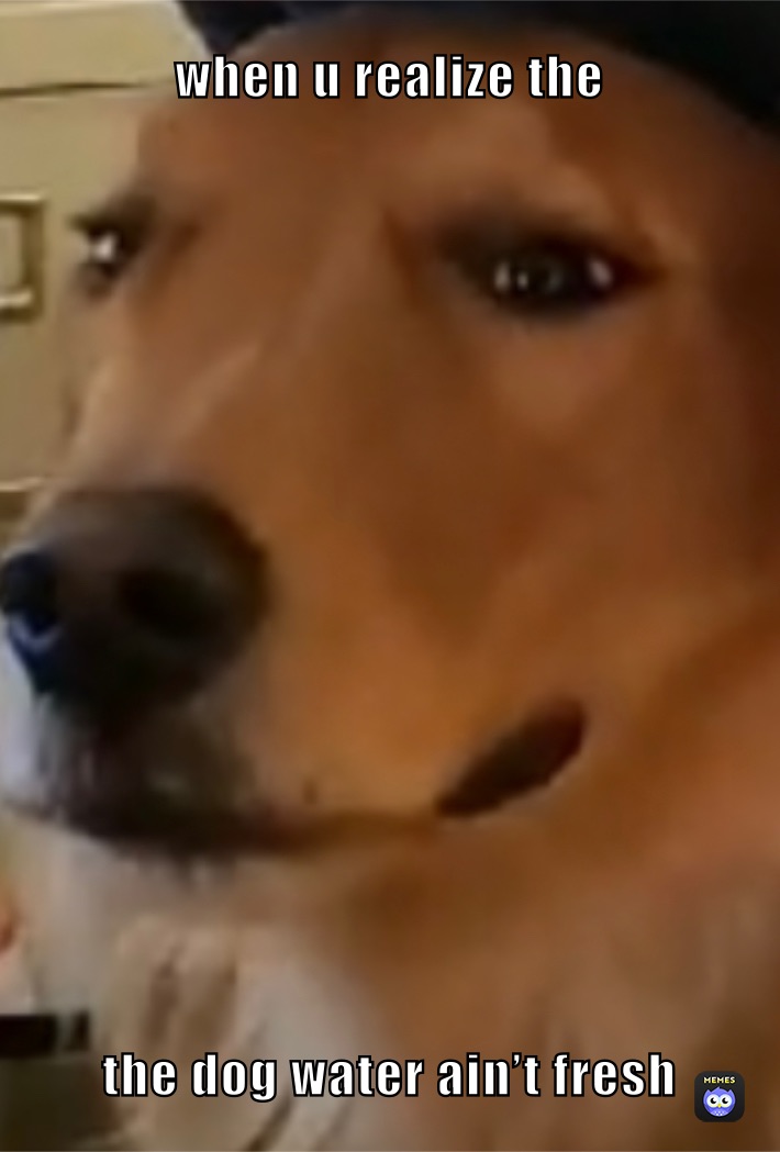 when u realize the  the dog water ain’t fresh 