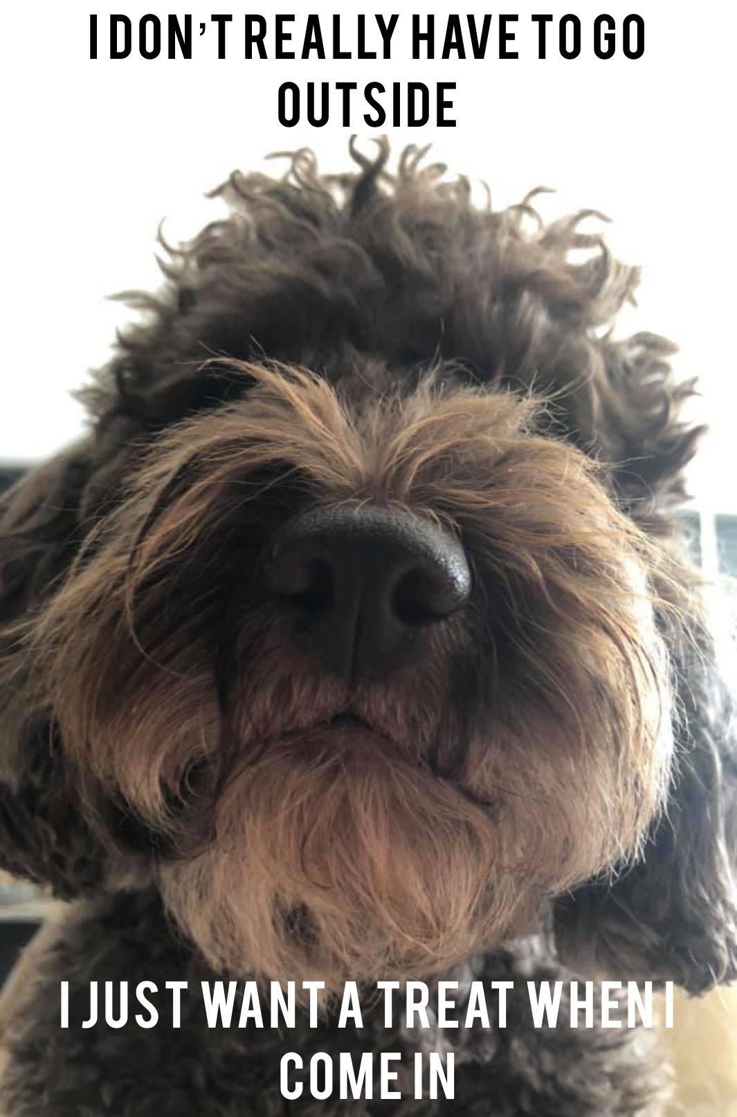I don’t really have to go outside I just want a treat when I come in 
