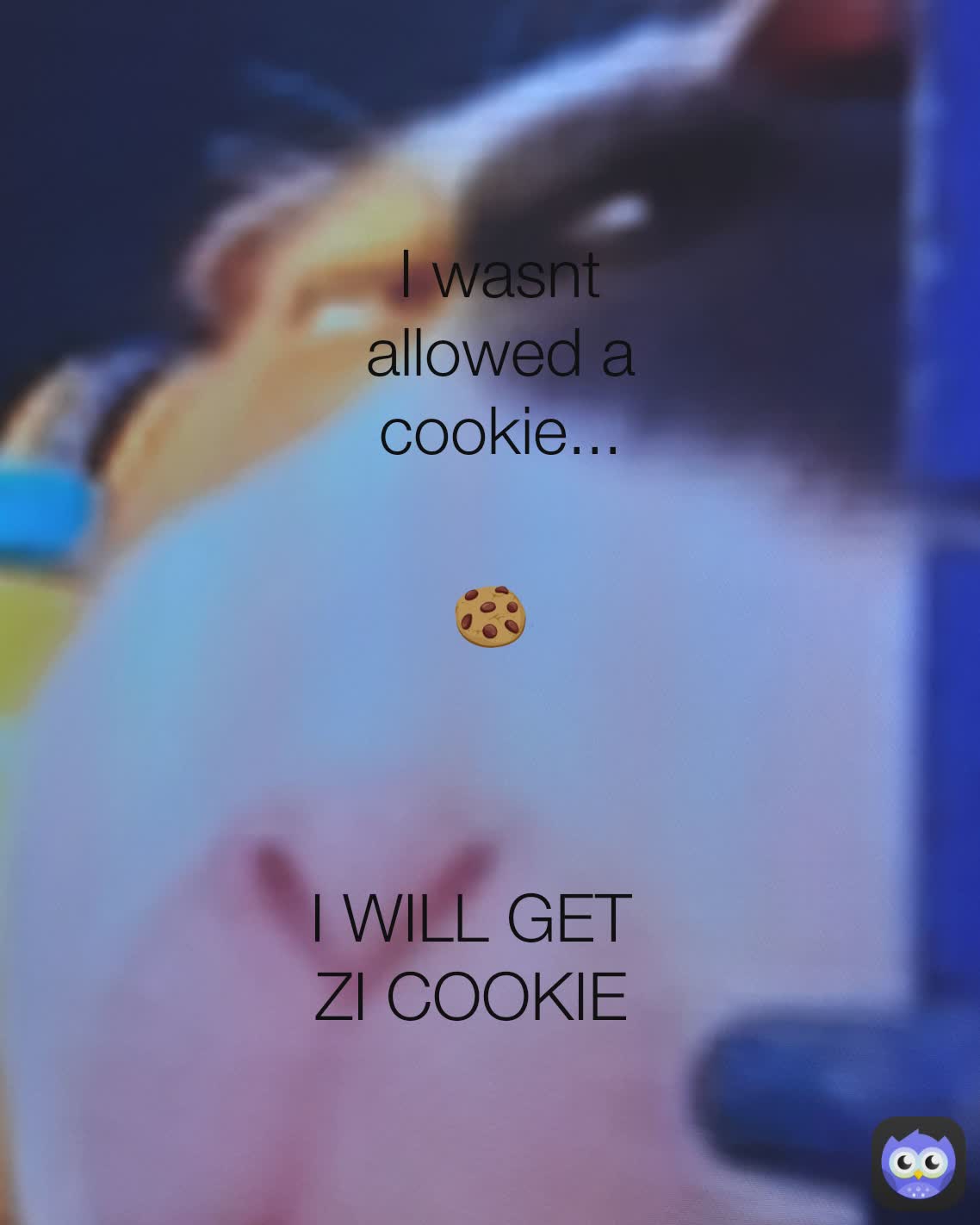 I WILL GET ZI COOKIE I wasnt allowed a cookie... 🍪 I wasn't allowed a cookie...
