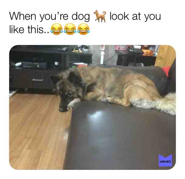 Your dog embarrassed meehhh!!!