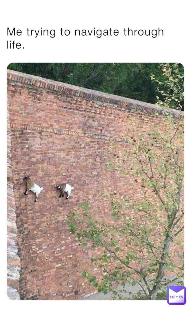 #goat  #life