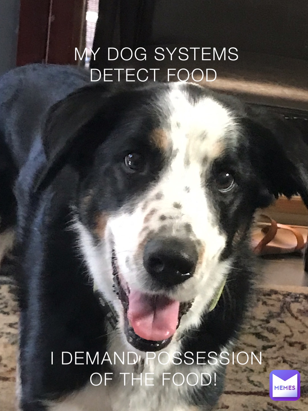 MY DOG SYSTEMS DETECT FOOD I DEMAND POSSESSION OF THE FOOD!