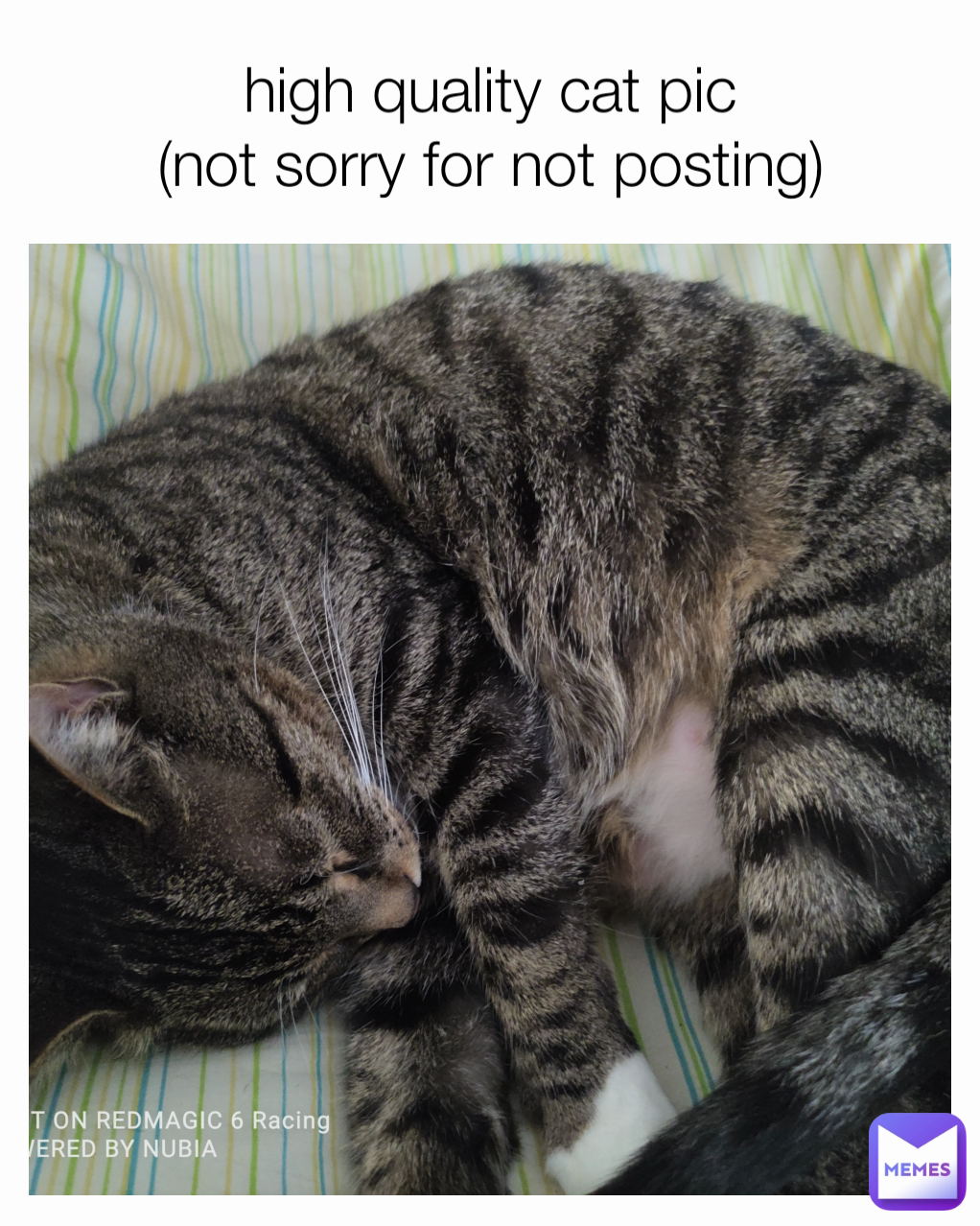 sorry cat