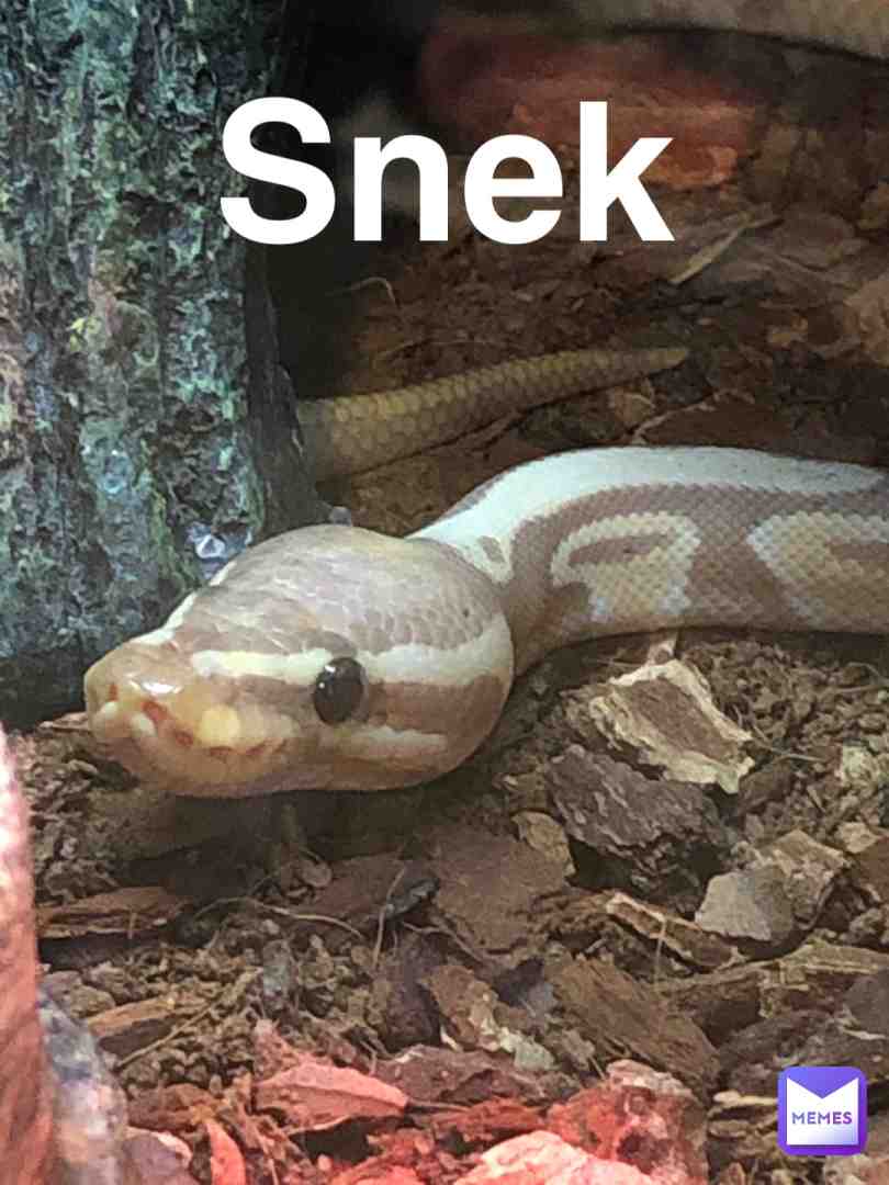 Snek 🙂