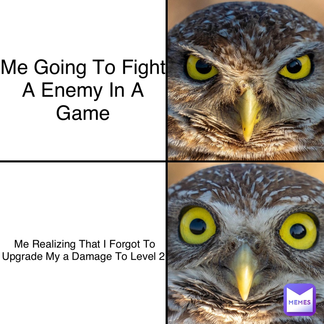 funny owl memes