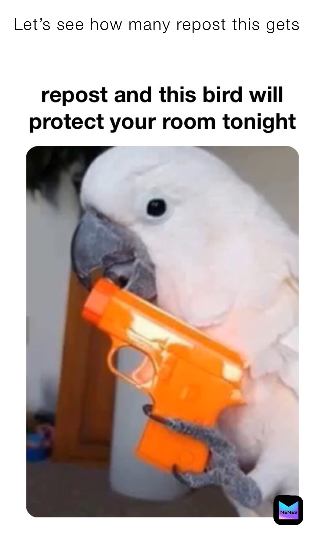 Смешные попугаи с пистолетом