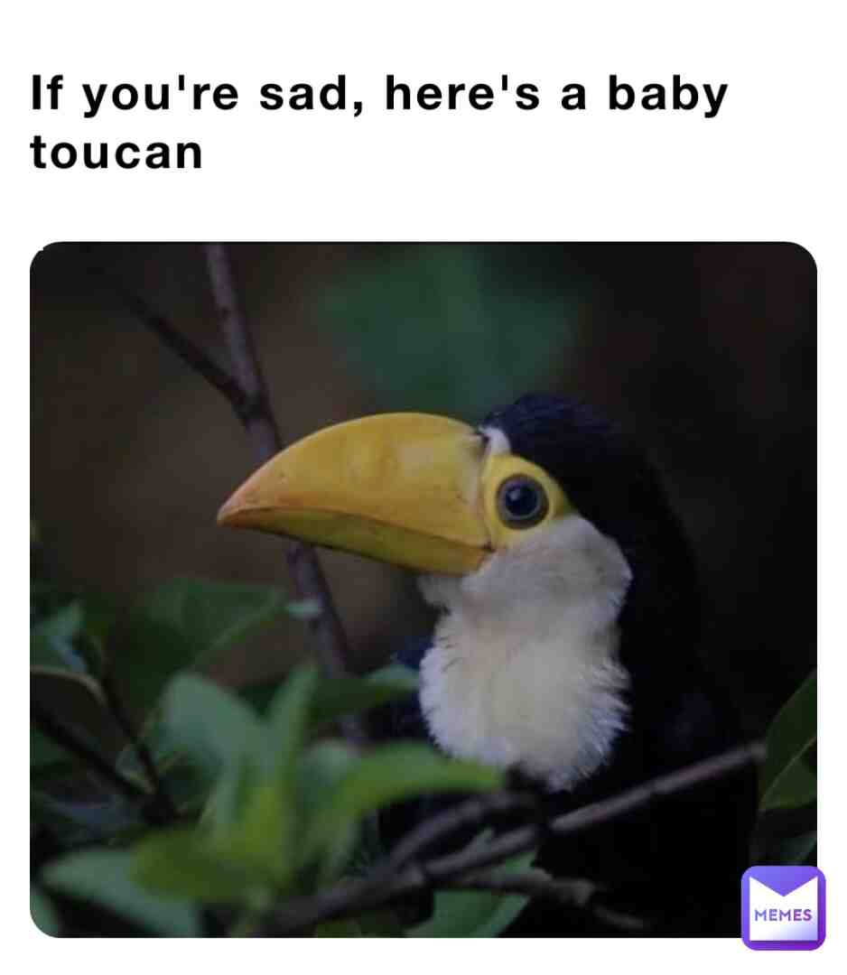 Meme shared by @CocoCurliQ