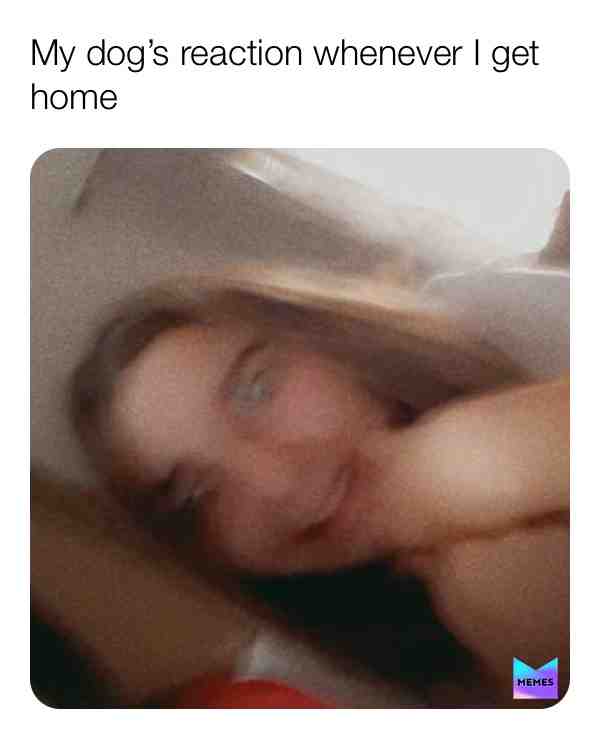 #memes #funny #dog #lol #lolmemes