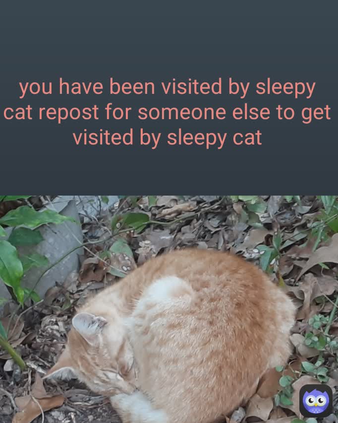 You Have Been Visited By Sleepy Cat Repost For Someone Else To Get Visited By Sleepy Cat