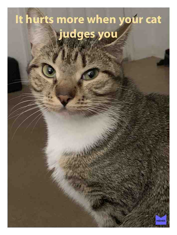 Meme shared by @signbrat04
