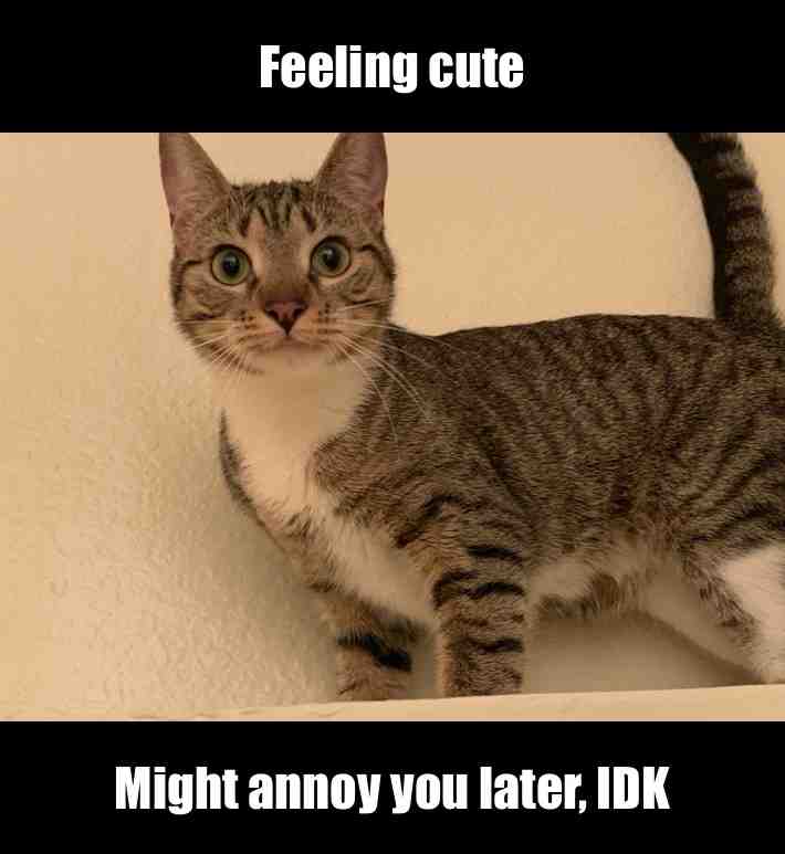 Meme shared by @signbrat04