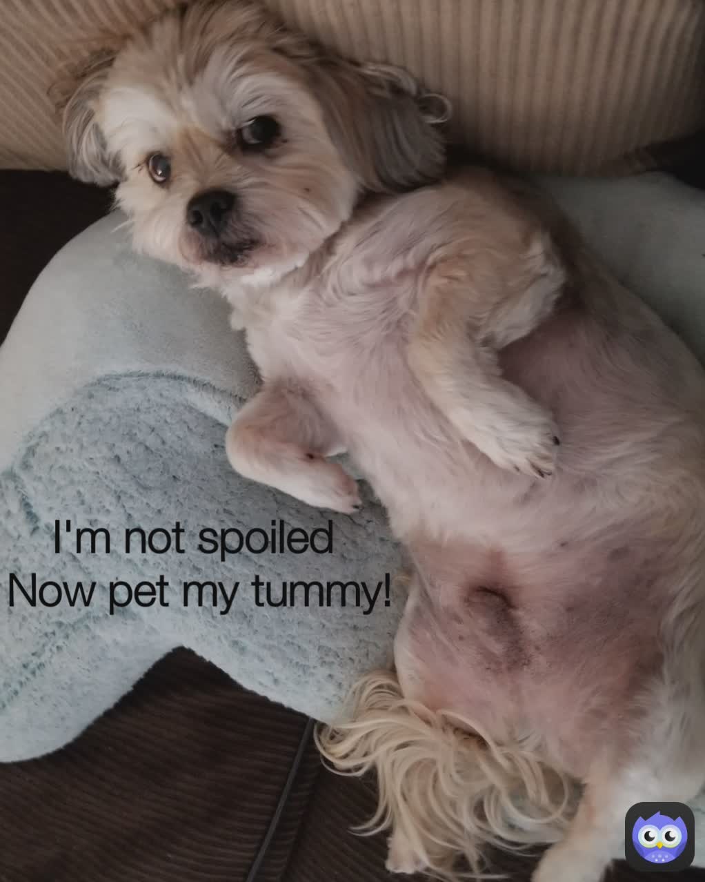 I'm not spoiled 
Now pet my tummy!