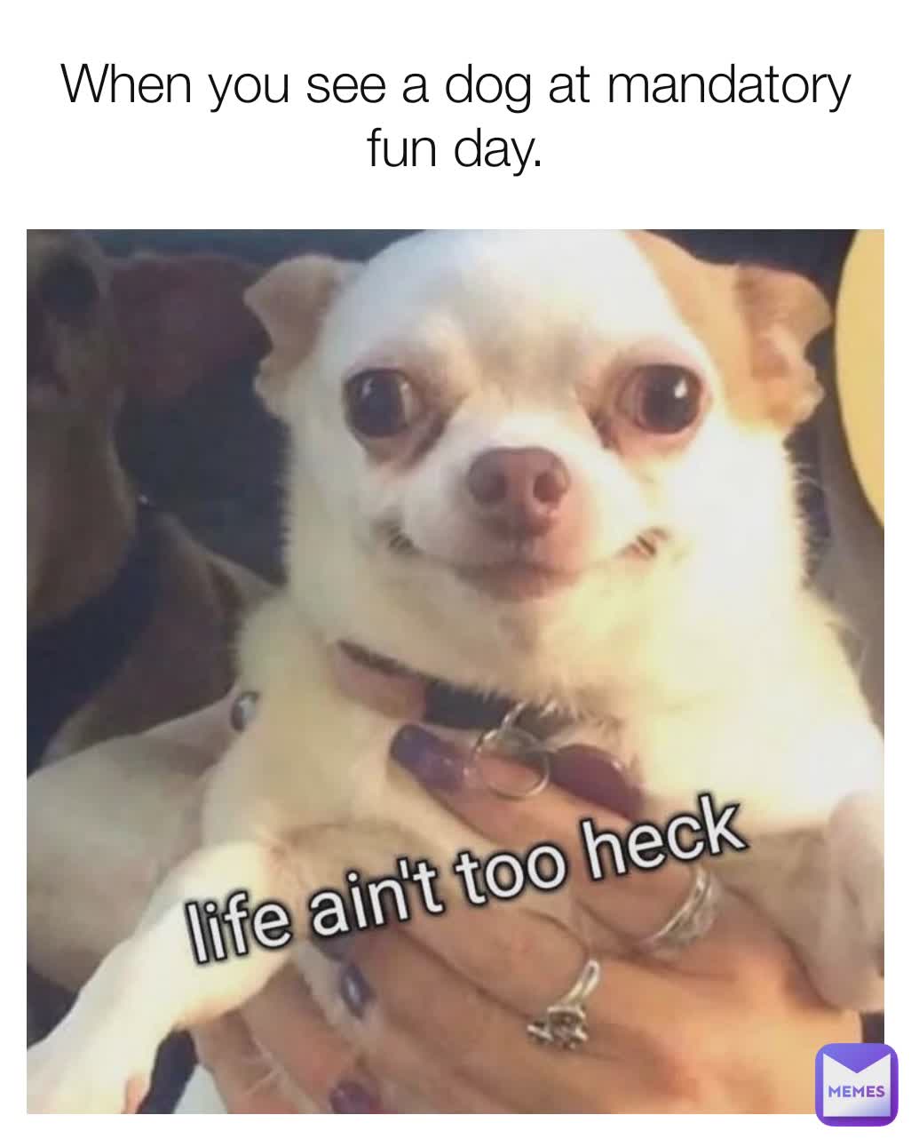 When you see a dog at mandatory fun day.