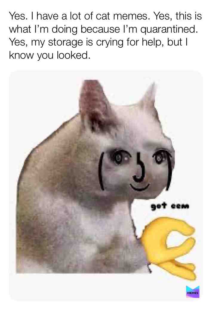 :) #memes #relatable #cat #imsorry #noimnot #funny #lol