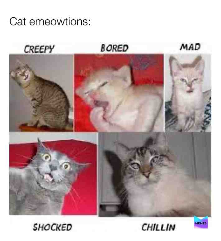 Yes, even I’m disappointed in myself don’t worry :) #memes #cat #funny #imsorry