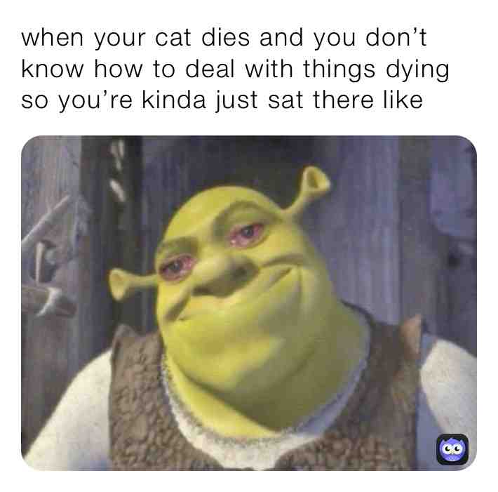 Everything’s fine. It’s fine. Definitely fine. #meme #cat #ewe