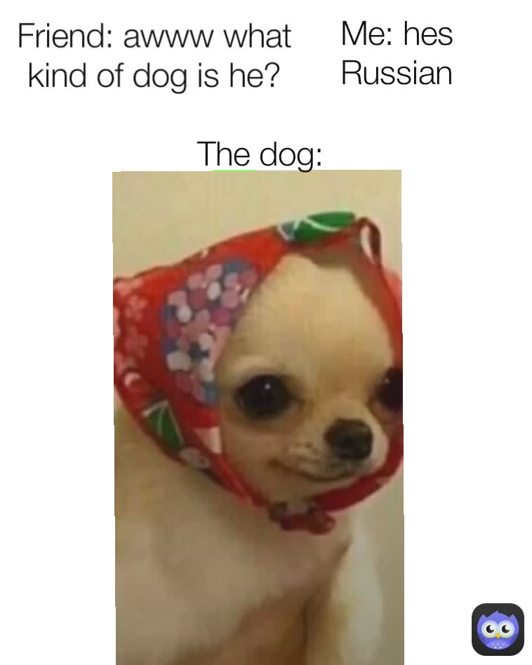 Friend: awww what kind of dog is he? Me: hes Russian The dog: