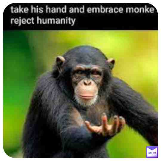 #monkeymemes #monkemoment #monkeforever #monke