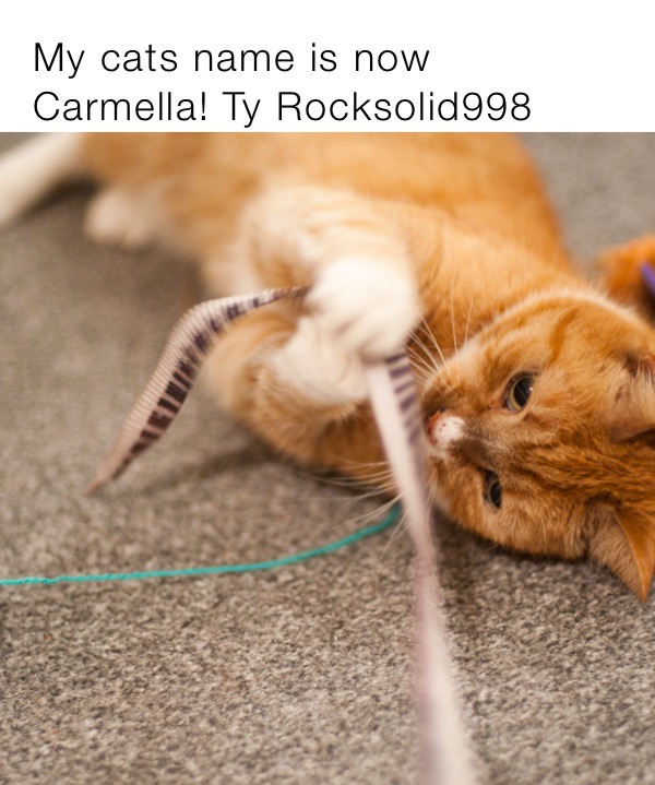 My cats name is now Carmella! Ty Rocksolid998